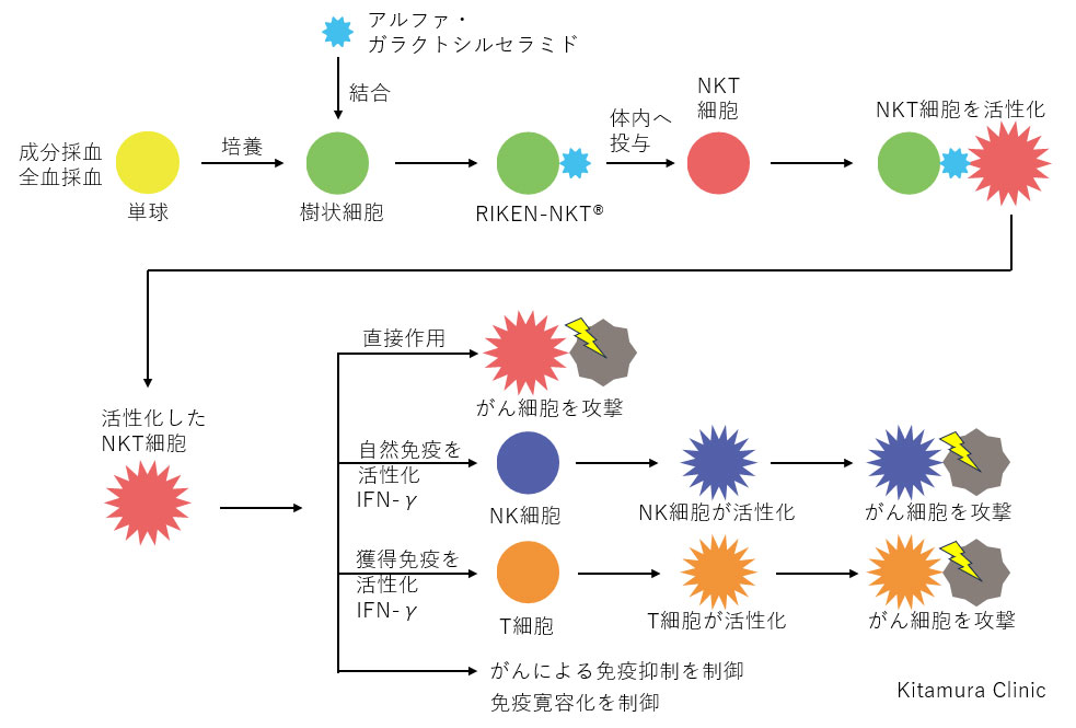 NKT細胞標的治療